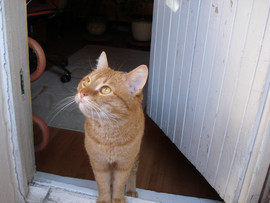 Отдам кота в добрые руки