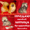 Продаю чистокровных щенков померанского шпица, девочку и мальчик