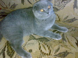 шотландские кошечки 2