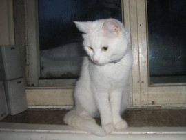 отдам кошку в хорошие руки 2