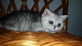 продам экзотического котика