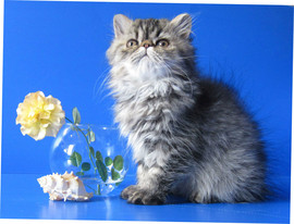 Питомник гималайских кошек Dikanta 3