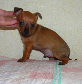 Продается щенок русского той-терьера