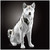 Собака Хаски белый с платиной и стразами Сваровски. Скульптура керамик