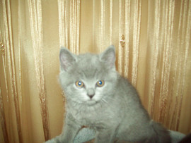 Продажа кошек