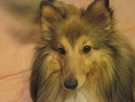 Кобель Шелти ищет невесту