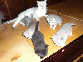 Котята Шотландские Скоттиш страйт 2