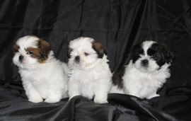щенки ши-тцу