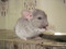 Бежевые шиншиллы! НЕДОРОГО!!!