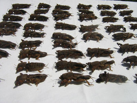 Продаём сушенные медведки 2