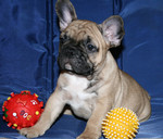 Продаются щенки французского бульдога