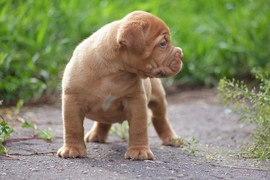 Щенки Бордоского дога 3