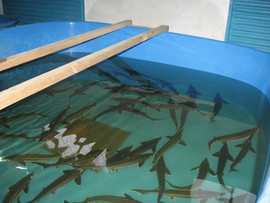 Витрины - аквариумы. Мидии, устрицы, раки, рыба.