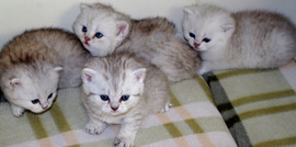 британские котята