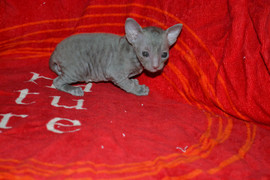 Кудрявая роскошь - Корниш рекс 4