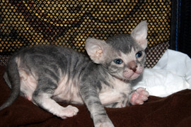 Котята Донского Сфинкса
