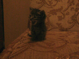 котёнка в добрые руки . 3