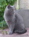 кошка русская голубая