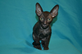 Красавица - кошечка Корниш рекс 6