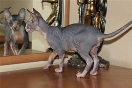 Котята канадского сфинкса