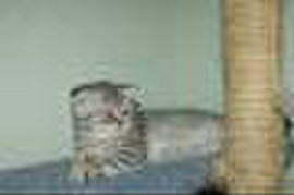 Шотландская вислоухая