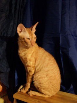 Ждем невест