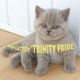 Продаются британские лиловые котята от имп.производителей из Гол