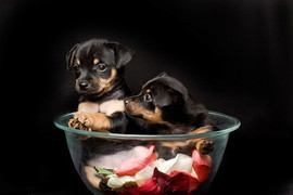 Русский той.Щенки