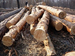 Предлагаем на постоянной основе оптовые поставки леса круглого