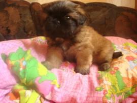 щеночки пекинеса