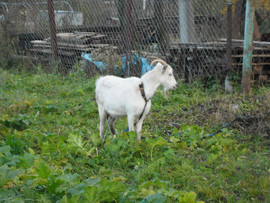 Продаются козы