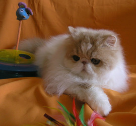 Питомник "Sigel" предлагает красавца-перса 5