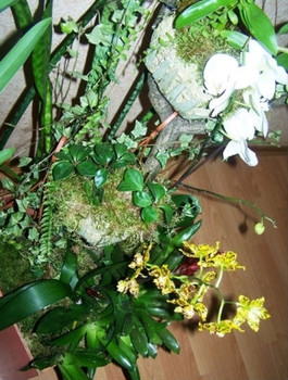 Орхидеи и др.комнатные растения