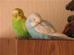 Волнистые попугаи ручные селекционные