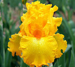 Ирисы Бородатые