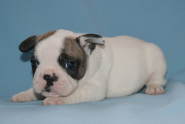 Очаровательные французики от чемпионов