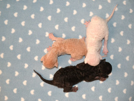 Очаровательные котята Корниш рекса роскошных окрасов