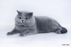 Британский котик приглашает кошек на вязку