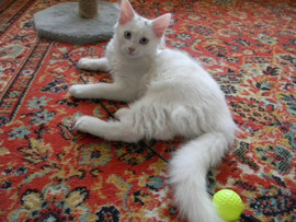 Элитный котенок Турецкой Ангоры