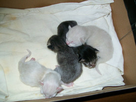 Котята 4 штуки