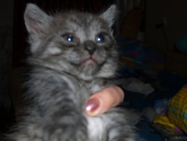 сибирские чёрные мальчики 1 мес