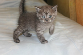 продаются британские котята 2