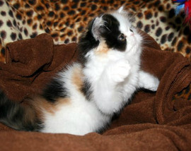 Персидская кошечка красавица. 4