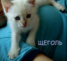 Питомник предлагает на продажу котят редкого окраса