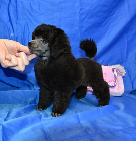 Щенок пуделя серебристый миниатюрный