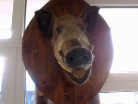 чучело кабана 2