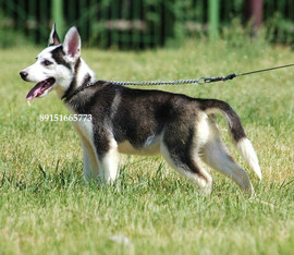 очаровательный щенок хаски недорого