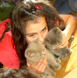 Замечательные Британские котята 9