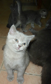 Котята Британские!!!! 6