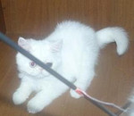 продается персидский экзот котенок из питомника